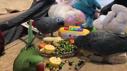 At Macaws Australia we socialise our babies